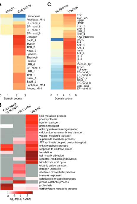 Figure 3 Counts of PFAM domains and enriched gene ontology terms in predicted peptides encoded by differentially expressed transcripts in different tissue regions