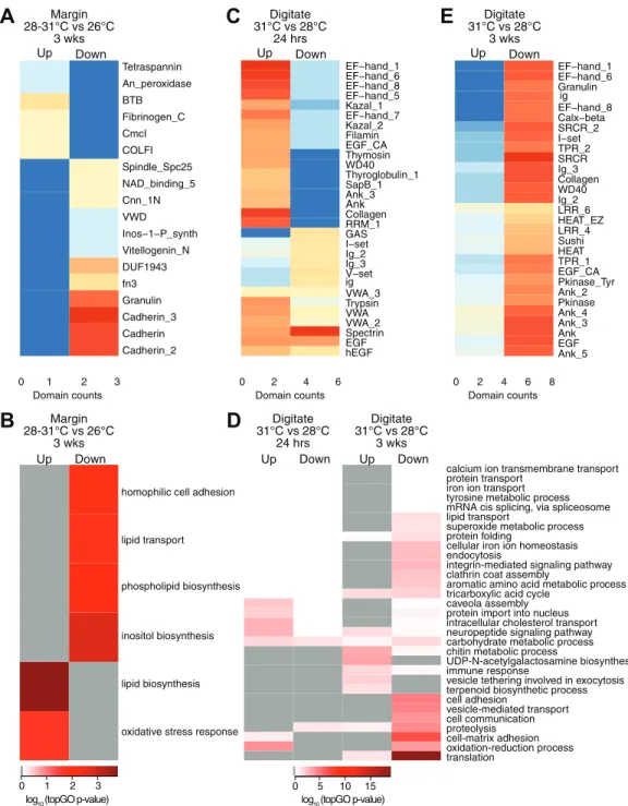 Figure 4 Counts of PFAM domains and enriched gene ontology terms in predicted peptides encoded by differentially expressed transcripts in tissue regions of corals subjected to different temperatures
