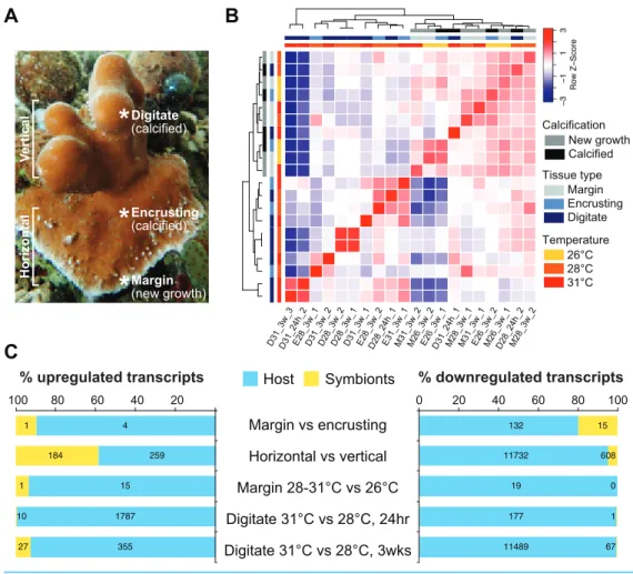Figure 2 Transcriptome proﬁling of H. coerulea. (A) Different regions of an H. coerulea colony from which tissues were collected for transcriptome sequencing