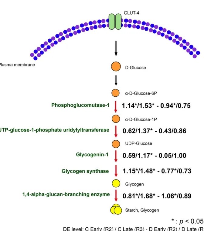 Fig. 5. Differential expression of host genes involved in glycogen biosynthesis during colonization by Symbiodinium goreaui (C) or S