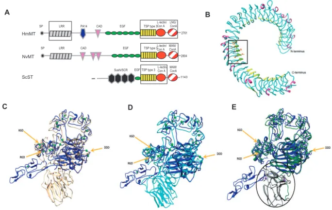 Table 3. Protein Characteristics from Molecular Modeling Predictions.