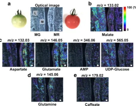 Fig. 4 Analysis of metabolic alterations in the wounding stress in the tomato fruit with 9-AA-based MALDI – MSI