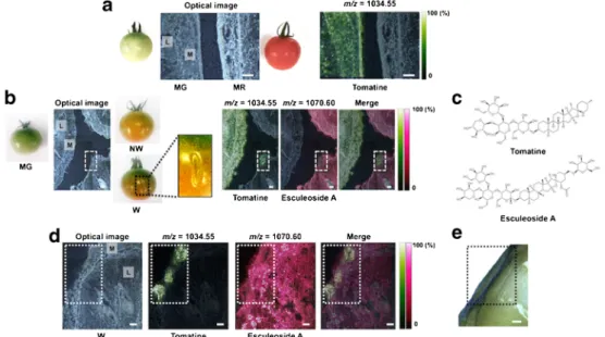 Fig. 5 Visualization in more local physiological responses to ripening and wounding stress with DHB-based MALDI – MSI