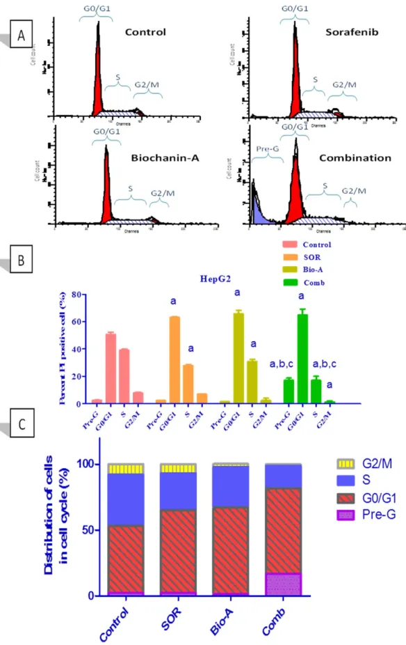 Figure 2.  Effect of SOR/Bio-A combination on DNA-ploidy flowcytometric analysis of HepG2 cells treated  for 24 h
