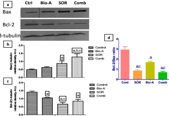 Figure 5.  Effect of SOR/Bio-A on the mRNA level of caspase-9 in HepG2 cells. Where (a) after 24 h  treatment, (b) after 48 h treatment
