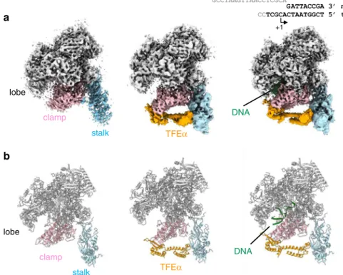 Fig. 2 Cryo-EM structures of three different forms of the Tko RNAP. a Cryo-EM density maps of the apo-form (left), RNAP – TFE α binary complex (center), and RNAP – TFE α– DNA ternary complex (right)