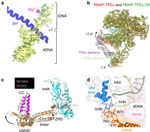 Fig. 4 DNA interaction with RNAP in the presence of TFE α . a Close-up view of the DNA binding channel of the RNAP – TFE α– DNA complex is shown with the cryo-EM density map (yellow and transparent) of DNA