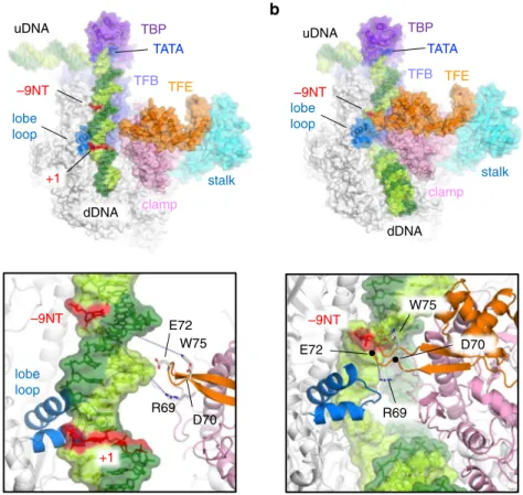 Fig. 5 Structural models of archaeal PIC and OC models. Overall views of the PIC (a) and the OC (b)