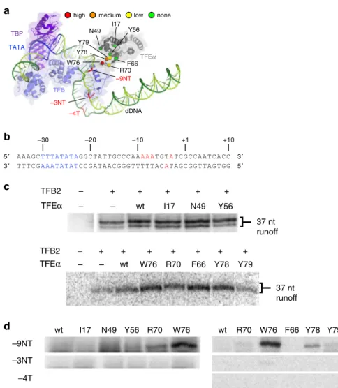 Fig. 6 TFE α and DNA interaction investigated by photo-crosslinking. a Structures of TBP, TFB, TFE α , and DNA in the OC model (Fig