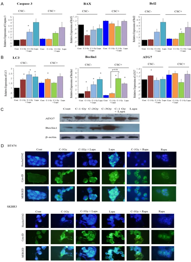 Figure 7. Quantitative real time RT-PCR analysis of apoptosis (A) and autophagy-related (B) genes in CSCs and non- non-CSCs isolated from BT474 cells 96 h after a carbon-ion beam, or X-ray irradiation alone or in combination with 1 µM  of lapatinib