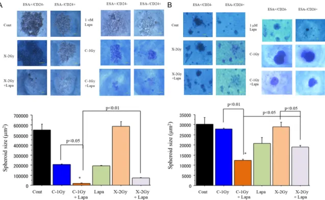 Figure 3. Spheroid formation of cancer stem-like cells (CSCs) (ESA+/CD24-) and non-CSCs (ESA-/CD24+) isolated  from SKBR3 (A) and BT474 (B) cells