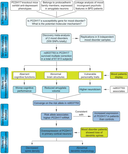 Figure 1. Overview of convergent research strategy and experimental design. The strategy began with clinical genetic association, replication in independent data sets and then meta-analysis of the pooled data
