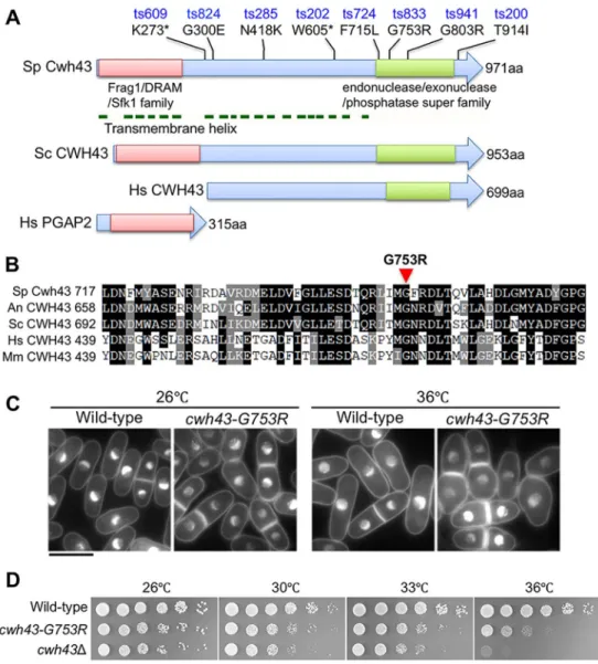 Fig. 1. Isolation of S. pombe temperature-sensitive mutants of the gene encoding the conserved transmembrane protein Cwh43.