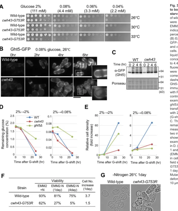 Fig. 3. cwh43 mutants are sensitive to both low glucose and nitrogen starvation. (A) Aliquots (5×10 4 cells) of wild-type and cwh43-G753R strains were serially diluted 5×, spotted onto EMM2 medium containing the indicated concentrations (mM and percentage)