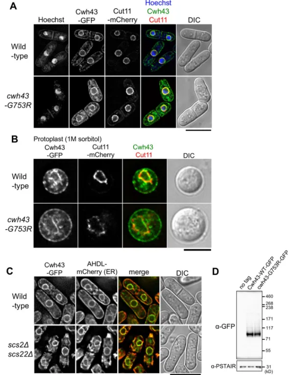 Fig. 4. GFP-tagged Cwh43 proteins localize at ER associated with the nuclear envelope and the plasma membrane