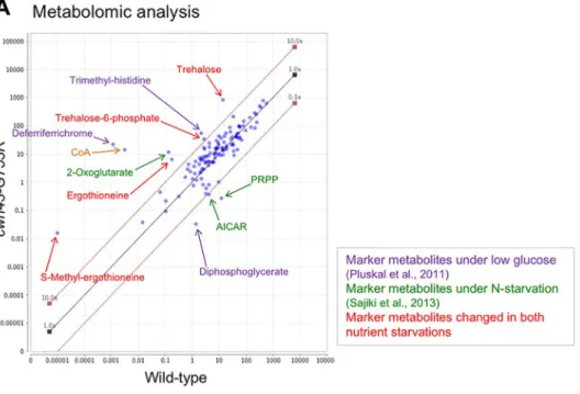 Fig. 5. Metabolic changes in nutritional starvation biomarkers in vegetative cwh43 mutant cells