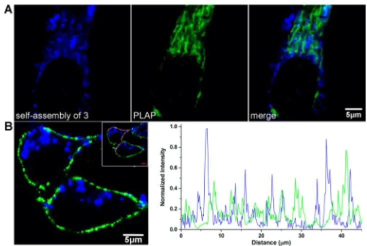 Figure  4.  (A)  Confocal  images  of  HeLa  cell  treated  with  precursor 2  for  24  hours  with  PLAP  labelling