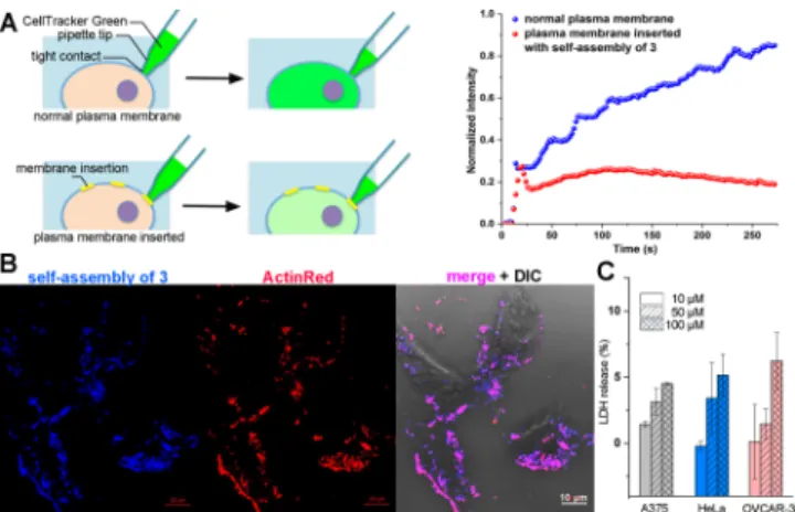 Figure  5.  (A)  Schematic  illustration  of  protocol  applied  for  cell  uptake  of  CellTracker  Green  before  and  after  membrane  insertion  (left)  and  the  time-lapse  intracellular  fluorescent  intensity  profile  (right)  obtained  by  follow