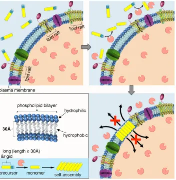 Figure 1. Schematic illustration of self-assembly directed membrane insertion of long and rigid  synthetic analogue causing permeability alteration