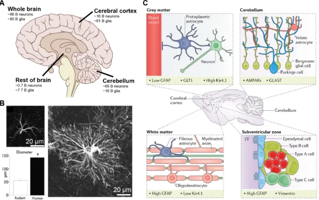 Figure 1.1: Heterogeneous distribution and identity of astrocytes in the brain. A) The glia to neuron ratio (GNR) varies between brain areas