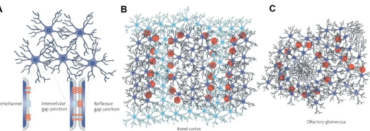 Figure 1.3: Astrocytes are connected to each other via gap junctions. A) Gap junctions connect contacting astrocytes to each other