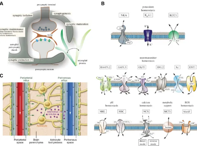 Figure 1.4: Astrocytes maintain homeostasis in the brain. A) The "astro- "astro-cytic cradle" or "tripartite synapse" represents the functional and anatomical  relation-ship between astrocytes and neurons at synapses