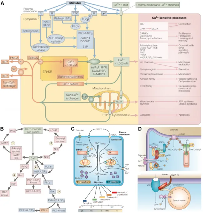Figure 1.8: A diverse Ca 2+ signalling toolkit allows versatile control of cel- cel-lular processes