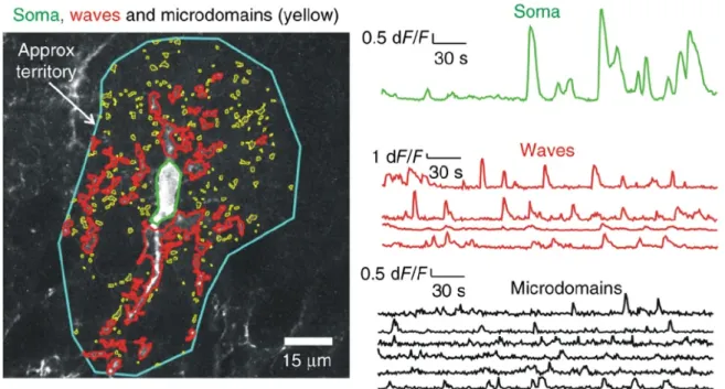 Figure 1.9: Localized Ca 2+ microdomains in astrocyte processes. Represen- Represen-tative image of a hippocampal astrocyte (blue boundary) labelled with cyto-GCaMP6f and traces from three predominant types of astrocyte signals: somatic (green), waves (red