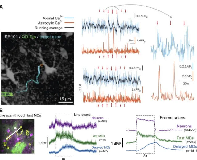 Figure 1.10: Astrocytes responding to neuronal stimulation with Ca 2+ mi- mi-crodomain signals