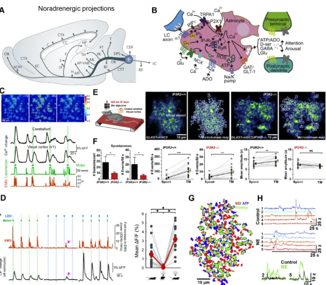Figure 1.11: Neuromodulators modulate astrocyte Ca 2+ signalling. (caption next page.)