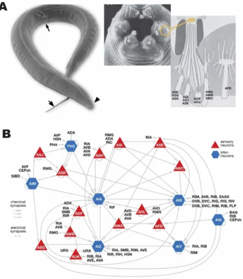 Figure 1.2. Olfactory and nociceptive system of C. elegans. (A) Electron microscopy  image of the worm (arrows indicate the pharynx, vulva, and tail)