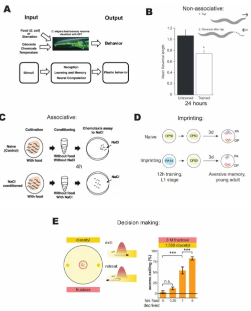Figure 1.3 Relevant long time scale behavioral plasticity paradigms. (A) C. elegans  neural system as an engine for studying plasticity of behavior