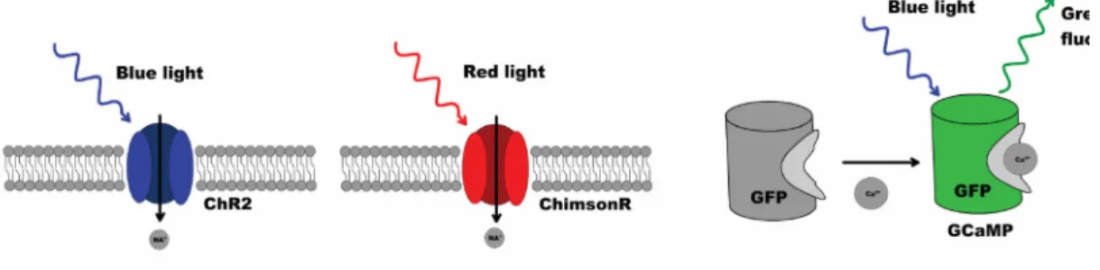 Figure 1.4 An example toolkit for two-color stimulation of neurons and readout of  neuronal activity