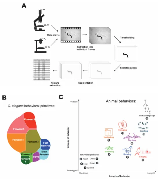 Figure 1.5 Principles of automated tracking and behavioral complexity. (A) Shows  the key processes used in extracting behavioral data from animal recordings