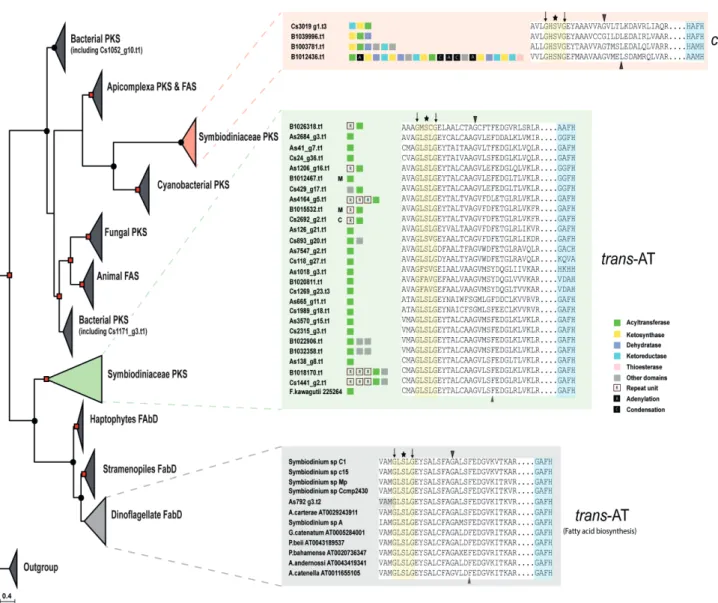 Figure  2.2  |  Phylogenetic  analysis  of  acyltransferase  (AT)  domain  of  eukaryotic  and  prokaryotic  polyketide  and  fatty  acid  synthases