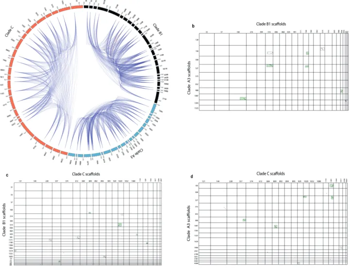 Figure 2.3 | Pathway duplication and conservation within and across Symbiodiniaceae. (a)  Plot  showing  duplicate  gene  distribution  within  PKS-containing  scaffolds  of  three  Symbiodiniaceae genomes