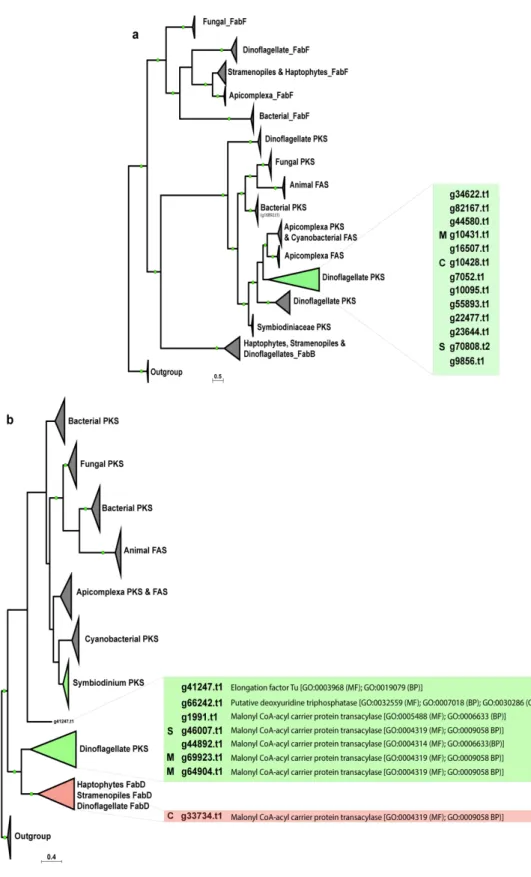Figure 3.4 | Phylogenetic analysis of (a) ketosynthase (KS) and (b) acyltransferase (AT)  domains using Bayesian inference