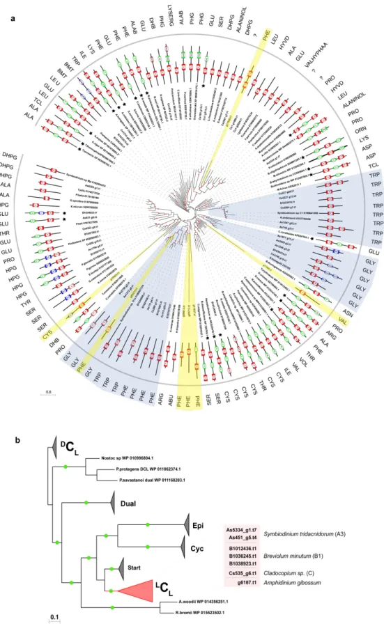 Figure 3.5 | Phylogenetic analysis of (a) adenylation and (b) condensation domains using  Bayesian  inference