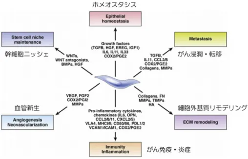 図 8 癌関連線維芽細胞（ CAFs, cancer-associated fibroblasts ）による癌悪性化機 構