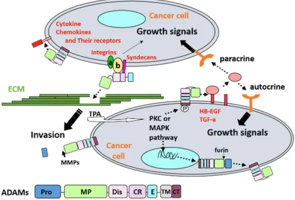 図 9 ADAM (a disintegrin and metalloproteinase)  分子の作用機序