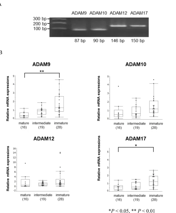 図 11 CAFs における ADAM 分子の mRNA の発現