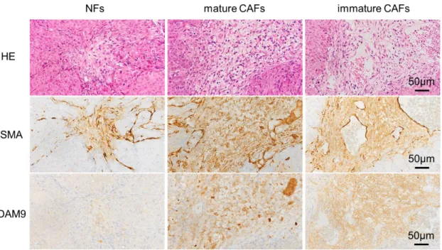 図 18  DR 分類別の CAFs と大腸癌株化細胞とを混合したマウス皮下移植片の