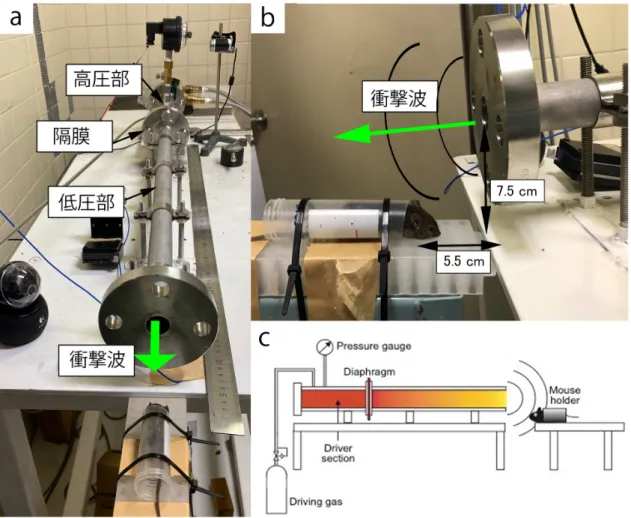 図 4:  衝撃波管の構造  a:  衝撃波管の全体図。今回の実験に使⽤した衝撃波管は内径 25 mm、外径 34 mm の SUS 管でポリエステル製隔膜にて⻑さ 400 mm の⾼圧部と⻑さ 800 mm の低圧部に分離され る。⾼圧部内に充填した⾼圧窒素ガスを⽤いて衝撃波を発⽣させ、低圧部に伝播してマウ スに曝露される。  b:  衝撃波管の低圧部とマウスの位置関係。マウスは低圧部管端部から垂直距離 7.5 cm、 ⽔平距離  5.5 cm 離して正⾯斜め上から衝撃波を曝露している。  c:  衝撃波