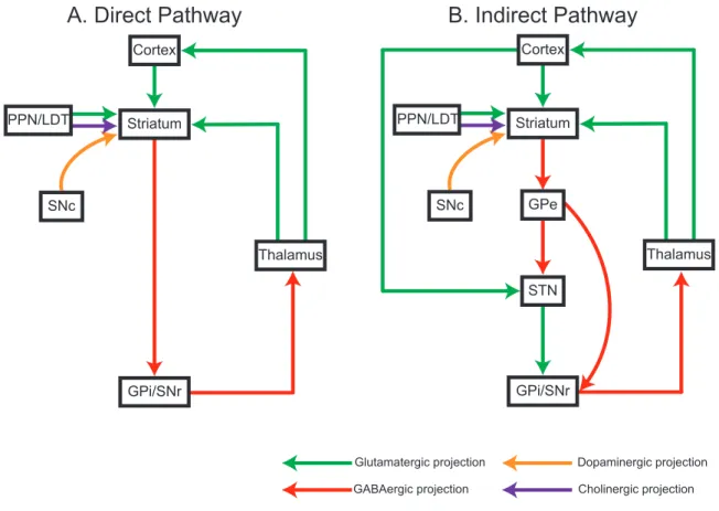 Figure 1.1 The schematic diagram of direct and indirect pathways in basal  ganglia circuits