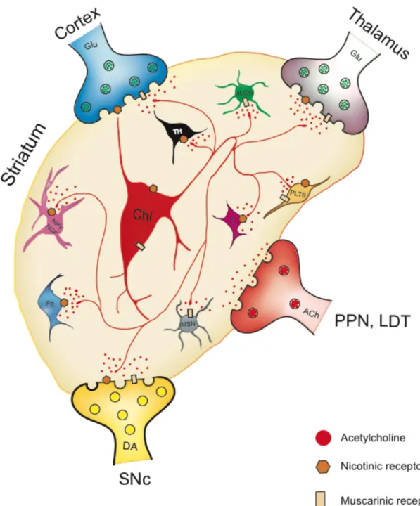 Figure 1.2 Schematic showing different cell types of striatal microcircuits  and  major  inputs  to  the  striatum  that  contribute  to  local  microcircuit  dynamics