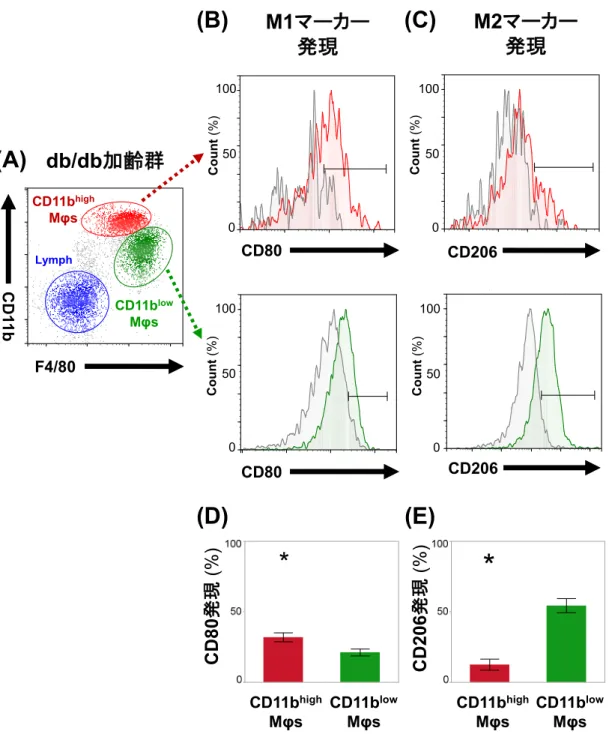 図 4   糖尿病性腎症進行モデルにおける CD11b high  Mφs と CD11b low  Mφs の性質