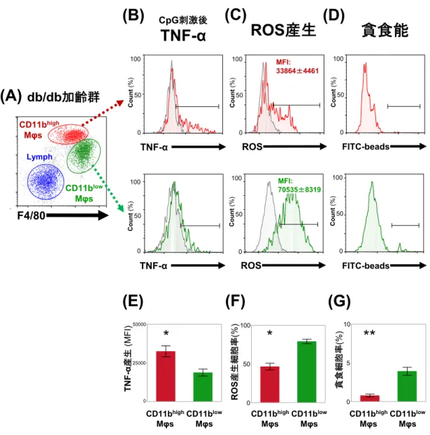 図 6   糖尿病性腎症進行モデルにおける CD11b high  Mφs と CD11b low  Mφs の機能