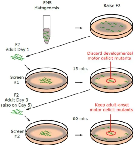 Figure 3.5 Schematic description of forward genetic screen 