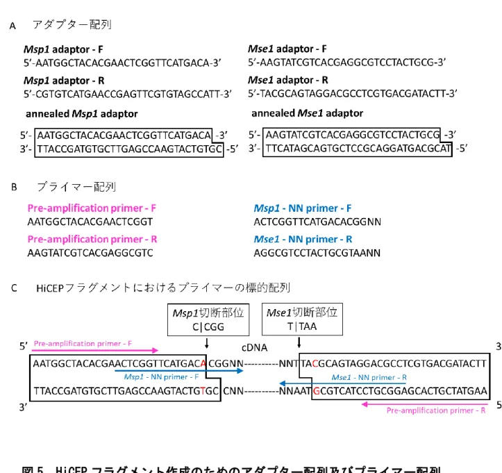 図 5  HiCEP フラグメント作成のためのアダプター配列及びプライマー配列  A には HiCEP フラグメントの作成に使用する 2 種類のアダプターの配列を示す。B に は Pre-amplification に使用するプライマーと、選択的 PCR に使用するプライマーの配 列を示す。NN の配列はセレクション配列を表し、A/G/T/C の 4 種類から組み合わせを 変えて 256 種類のプライマーセットを用いる。C には HiCEP フラグメントとプライマーの 標的となる配列を示す。矢印は Pre-