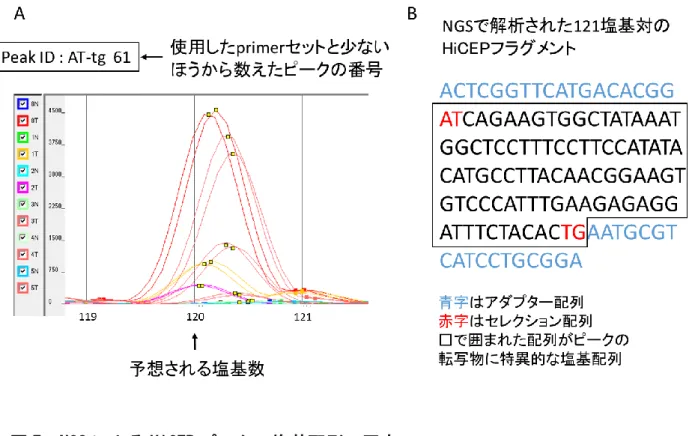 図 7  NGS による HiCEP ピークの塩基配列の同定  NGS で HiCEP フラグメントの網羅的な塩基配列の解析を行ったデータをもとに、それ ぞれの HiCEP ピークに対応する塩基配列を当てはめる作業を行った。A に示すように、 選択的 PCR で使用した primer セットはあらかじめわかっているため、アダプター配列 から内側 2 塩基までの HiCEP ピークの塩基配列を推定することが可能である。キャピ ラリー電気泳動の移動距離から予想される塩基数が求められるため、NGS から得られ た